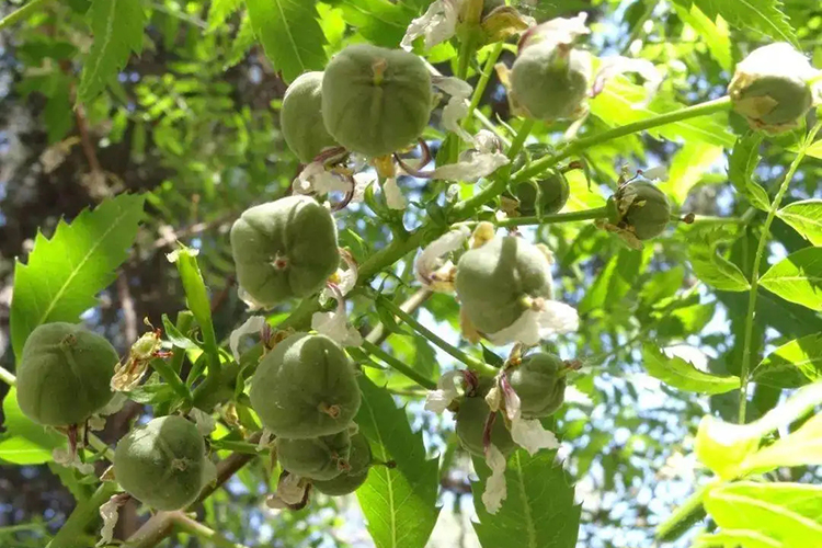 文冠果的播种育苗技术介绍